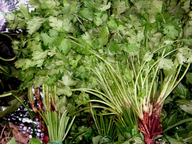 cilantro