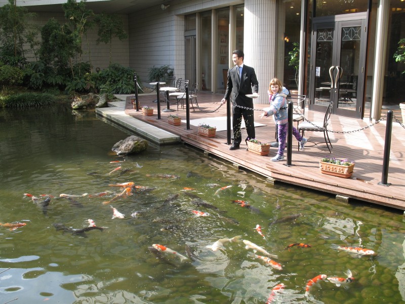 Feeding Koi