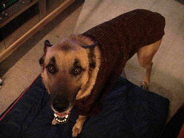 [Image: Dog, Argus, J..]