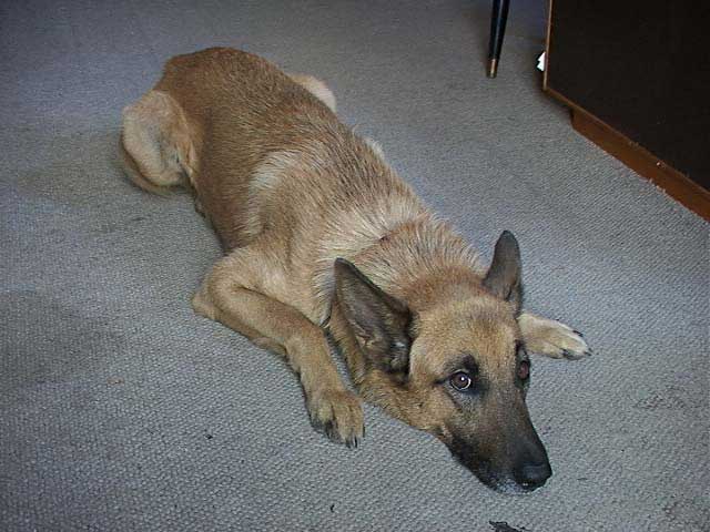 [Image: Dog, Argus, J..]