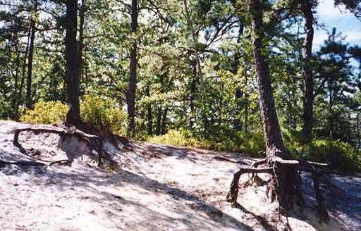 [IMAGE: interesting roots, at lunch highbank]