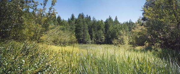 [Image: Marsh panorama]