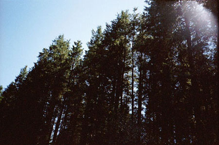 [IMAGE: pines, sky]