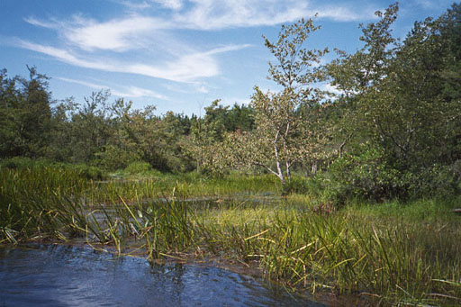 [IMAGE: riparian big time]