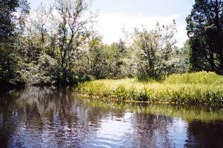 [IMAGE: an old river]