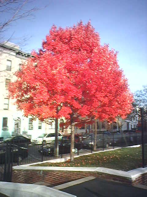 autumn