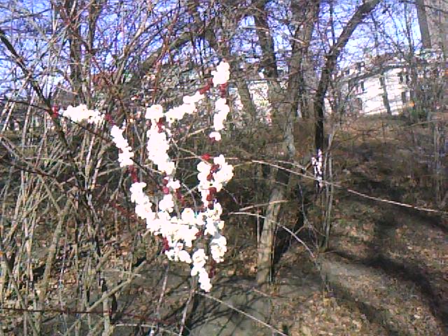 popcorn-tree