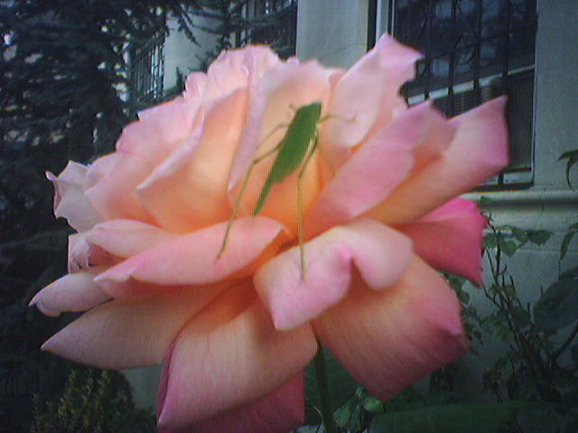 rosehopper