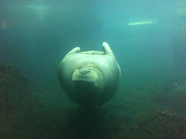 walruses-are-scary