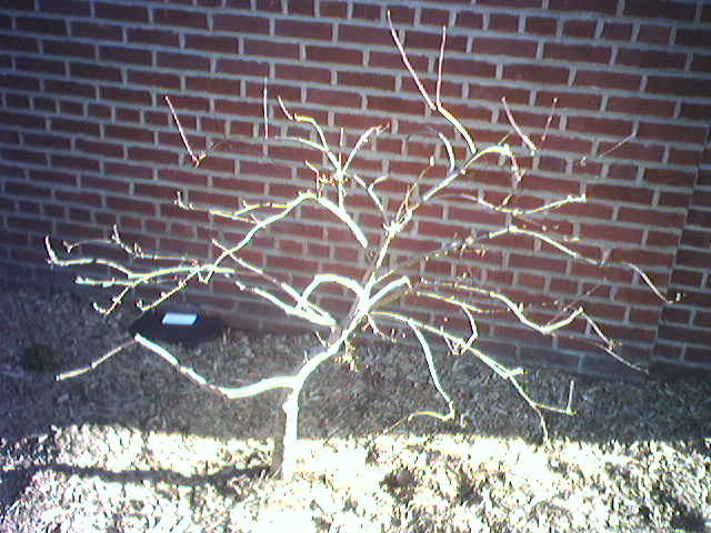 winter-with-tree