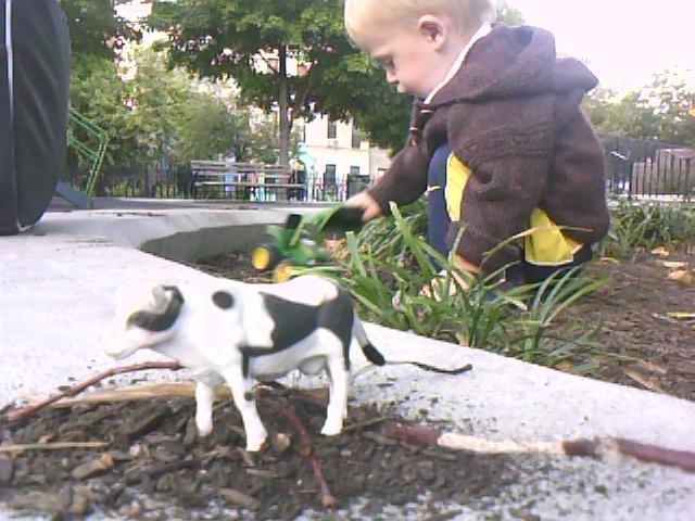 cow-boy