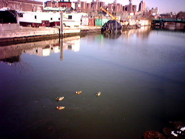 ducks