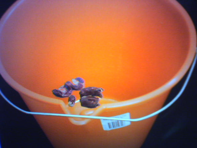 gibletbucket