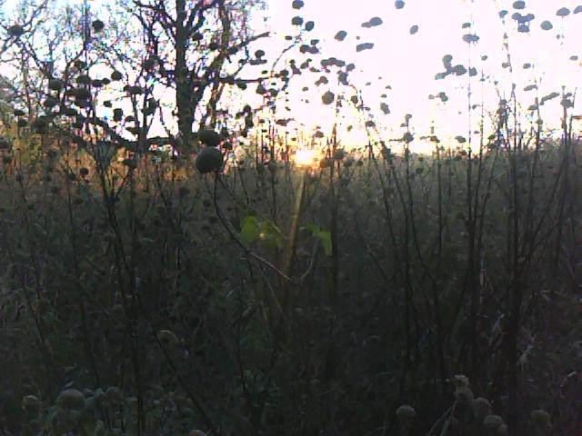 prospect-park-sunset