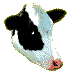 Moo