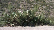 The Prickly Pear cactus