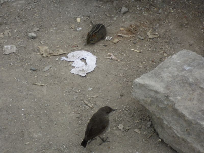 Striped mouse and bird at Lava Tower