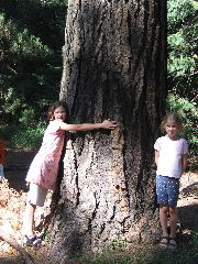 Ponderosa in Yosemite