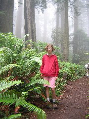 Giant Ferns