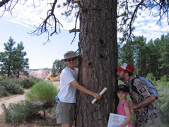 Ponderosa Pine