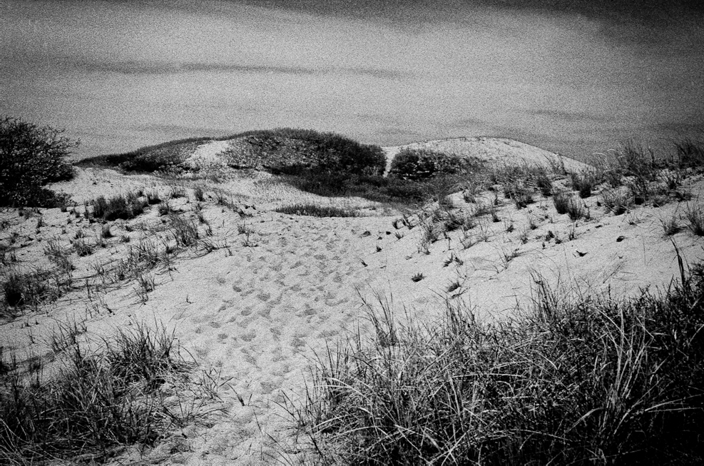 Cape Cod Dunes