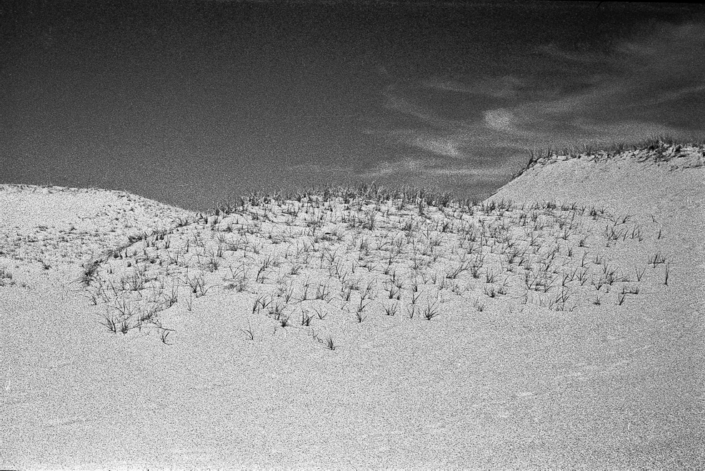 Cape Cod Dunes