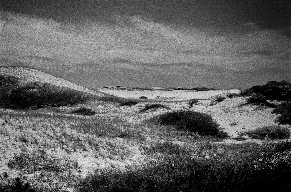 Cape Cod Dunes