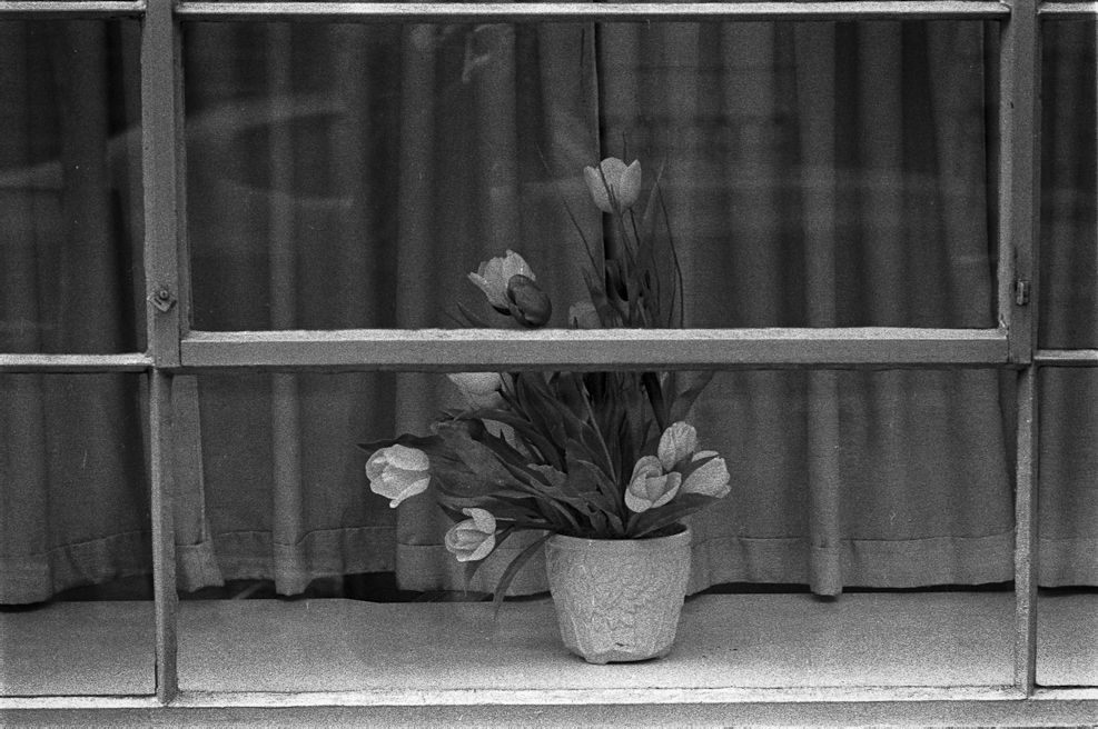 Plastic Window Flowers