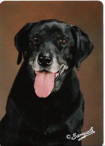 (Female black lab with TONGUE)
