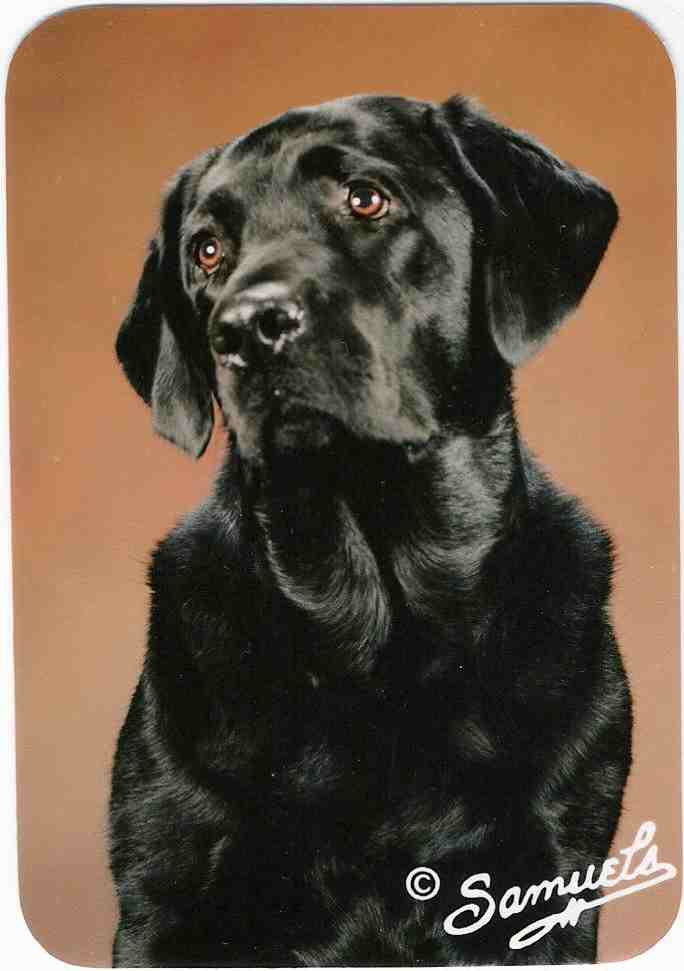 (Male black lab looking very distinguished)