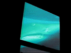 shark (death) swimming past window