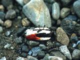 Fiddler Crab