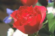 [a rose]