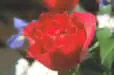 [a low-quality rose]