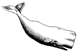 [whale]