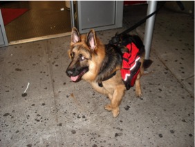 Dog With Saddle Bags