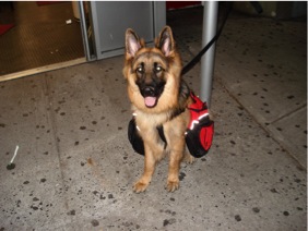 Dog With Saddle Bags