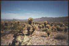 [Image: Cholla Cactus Garden]