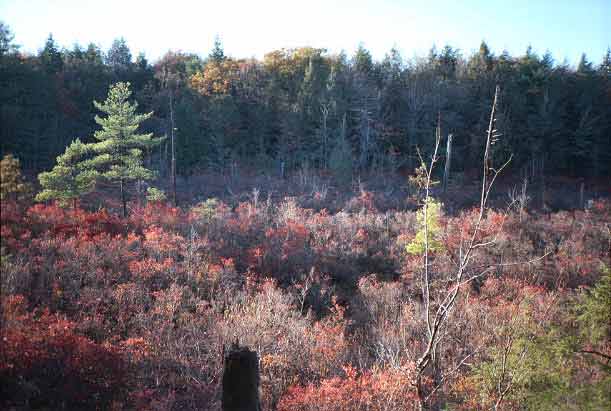 [IMAGE: No. 13, another view of that lowlands, not so flared.]