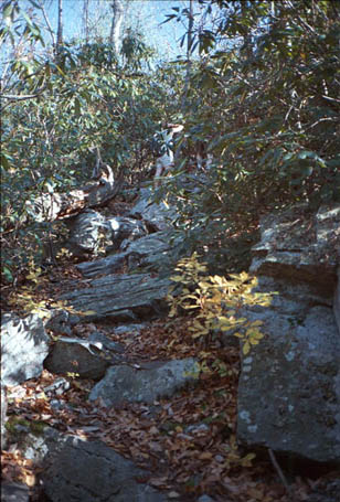 [IMAGE: no. 3a, Mountain Laurel? Magnolias?]