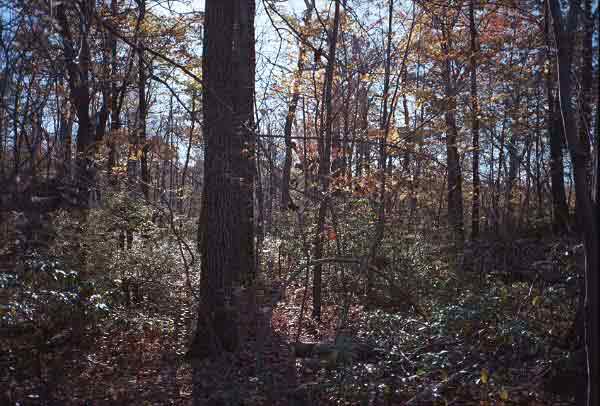 [IMAGE: No. 5, woods, using tree for flag.]