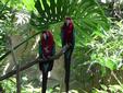 Parrots