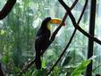 Toucan