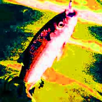 Hickory Shad