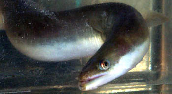 Eel