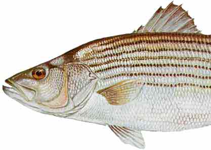 striped bass