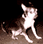 Pippin