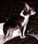 Pippin