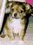 Rocko