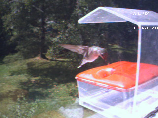 feedercam